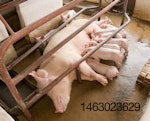sow-piglets-1501PIGintake
