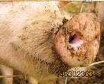 pig-snout-1405PIGbiosecurity