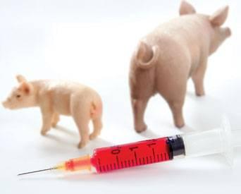 Vaccinating-pigs-1311PIGafricanswinefever1