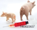 Vaccinating-pigs-1311PIGafricanswinefever1