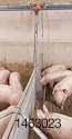 Pig-feeding-system-1211PIGpigequipment1