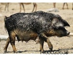 pig-in-mud-1403PIGselection