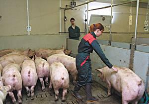 French pig farmers