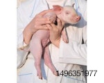 Piglet being held by person in lab coat