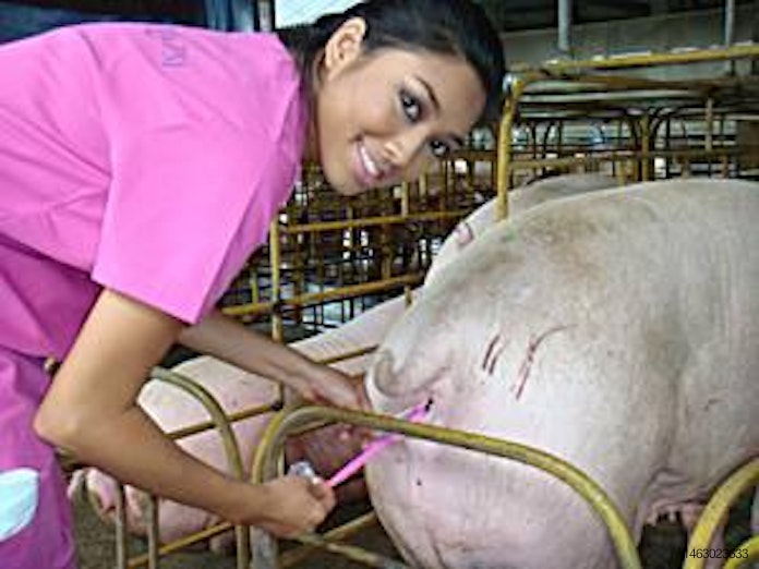 Artificial insemination advances in pig breeding | WATTPoultry