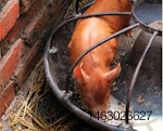 Pig-eating-1401PIGcreepfeedinglead