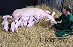 Sow-feeding-piglets-1209PIGpigbreeding1