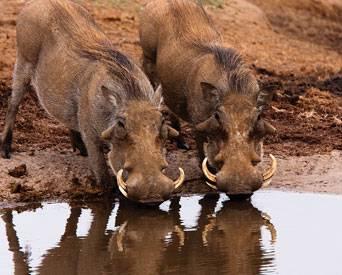 Warthogs-1311PIGafricanswinefever2