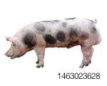 boar-program-1503PIGbreeding.jpg