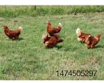 Pasture-rasied hens-1411EIhappyegg.jpg