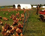 pasture-egg-producer-1312EIlocallylaid.jpg