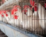 White-cage-housed-hens-1505EIhealth.jpg