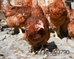 cage-free-hens-1310EIcfSE