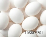 eggs-1407EGG500eggs.jpg