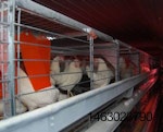 enriched-cages-1309EIcages.jpg