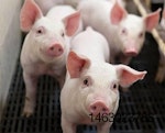 Antibiotic-free-piglets-1507FMFormulation1.jpg