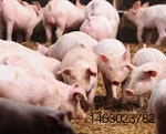 effect-of-particle-size-on-pig-feed-1401FMIngredients.jpg
