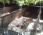 Pig-housing-1311PIGwelfarenutrition1