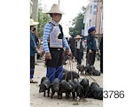 china-piglet-1307PIGchinapigletfeed