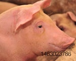 pig-farm-1403PIGgilts
