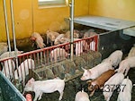 Liquid-feeding-piglets-1305PIGpigletguthealth1