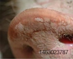 pig-nose-1407PIGpiglets