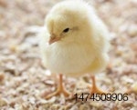 Seeding-chicks-1408USAabf.jpg