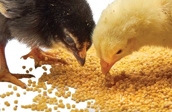 Two chicks eating feed