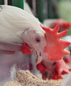 Chicken eating feed