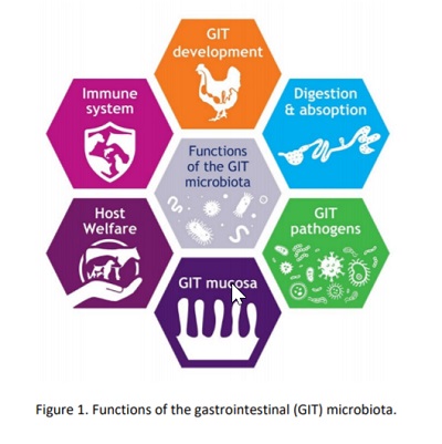 GIT microbiota diagram