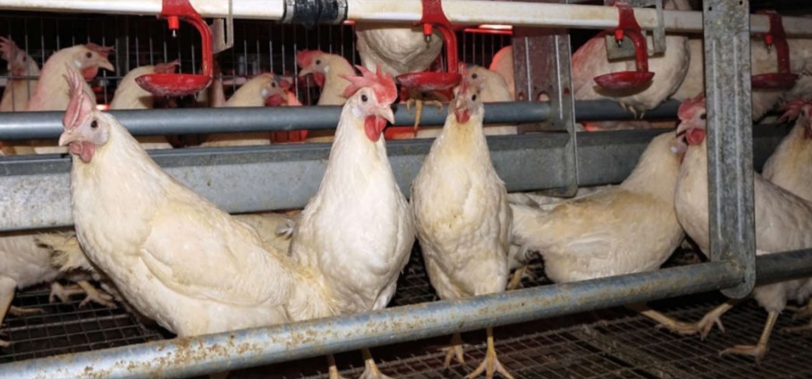 chickens in poultry house