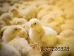 NATIVE_Novus_collection of chicks.jpg