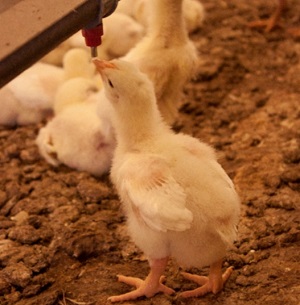 Chick feeding from watering system