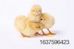 Three chicks together