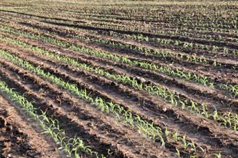 corn-seedlings-1403FMland