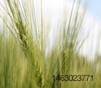 1105FIindiawheat.jpg
