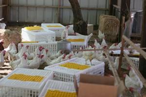 hens-in-cages-1309USAanimalplace.jpg