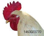 Chicken.319.jpg