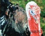 Turkey-avian-influenza-1504USAturkey.jpg
