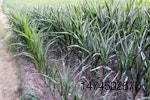 corn-drought-1405FMclimatechange