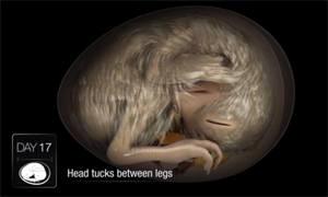 Chick embryo animation video available on YouTube | WATTPoultry