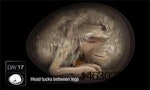 chicken-embryo-1312PIpoultrycrcvideo.jpg