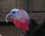 Avian-flu-turkey1507USAturkey.jpg