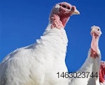 Turkey hen-1506AItkybreeders.jpg