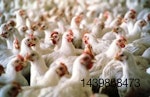 pollo-Union-Europea-1203IANews