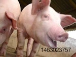 carne-porcina-1203IANoticias