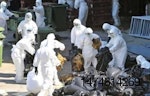influenza-aviar-China-1204IANoticias