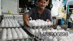 huevos-Cuba-1203IANoticias