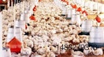 pollo-Bolivia-1203IANoticias