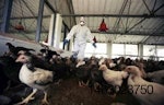 influenza-aviar-India-1203IANews